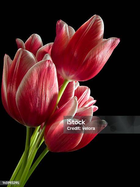 Foto de Tulipas Vermelhas e mais fotos de stock de Beleza natural - Natureza - Beleza natural - Natureza, Botânica - Assunto, Bouquet