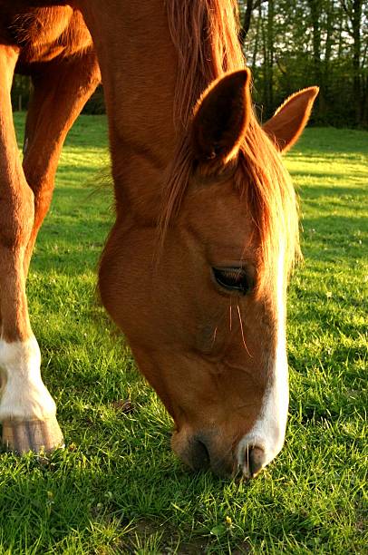 istock horse in the fields straight portrait 145993361