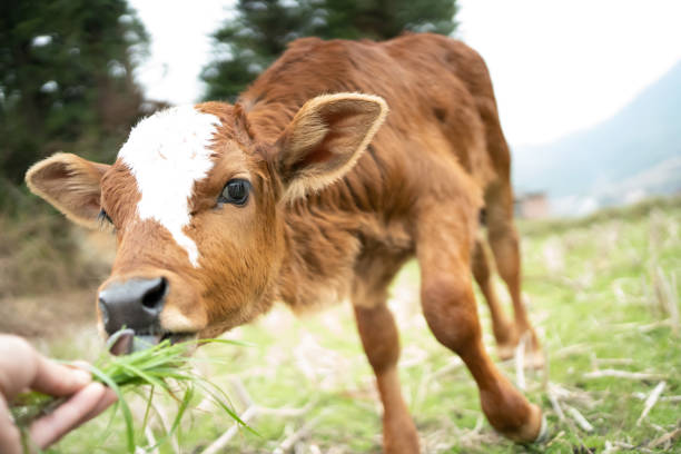 A cute Black Angus calf standing in green grassy meadow. Calf is cropped, leaving head and shoulders visible. Calf is looking toward camera, and there is copy space on image left. High resolution color photograph with horizontal composition.