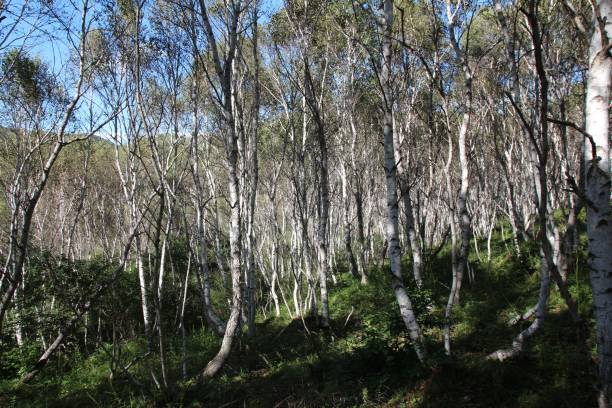 istock Natural view of birch tree forest on a sunny day 1459934704
