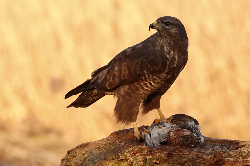 A close-up of a buzzard (Buteo buteo) eating a bird on the top of a rock