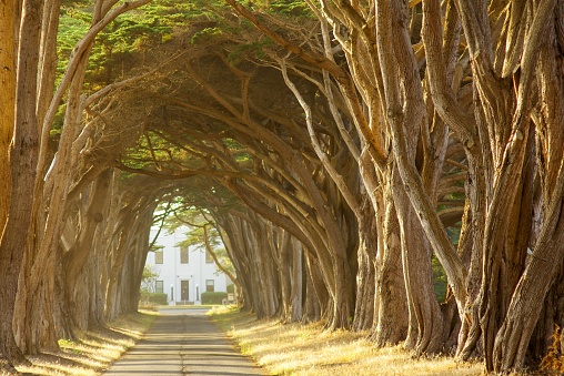 The famous Cypress Tree Tunnel in California, USA