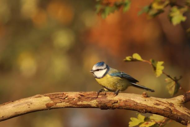 istock Close-up of a blue tit (Cyanistes caeruleus) perched on a tree branch 1459934791