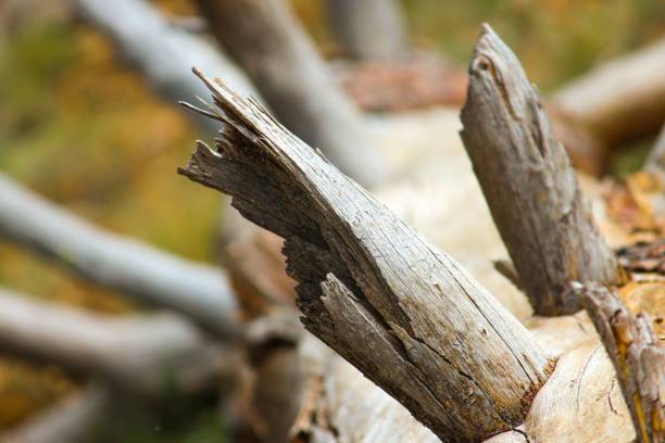 A selective focus shot of broken branches on a fallen tree trunk with a blur background