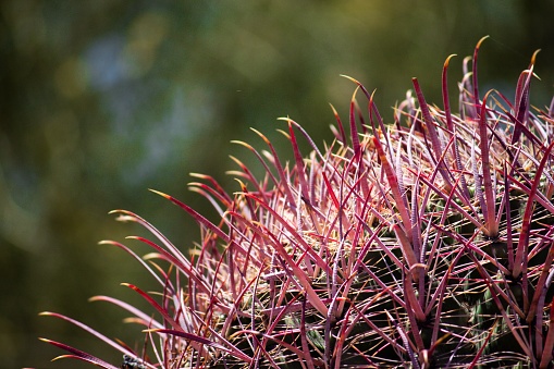 A closeup shot of a red thorn barrel cactus on a sunny day with blur background