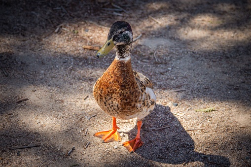 An old wild duck (Mallard) standing on the lakeshore on a sunny day with blur background