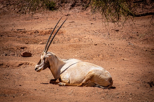 An African Oryx antelope enjoying the bright sunlight while laying on the dirt ground
