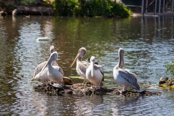 A small squadron of eastern great white pelicans standing on a small rocky islet in the lake on a sunny day