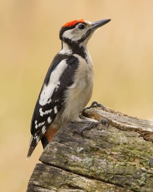 istock Great spotted woodpecker perching on wood 1459935328