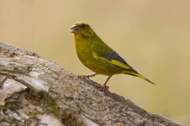 istock European greenfinch perching on wood 1459935370