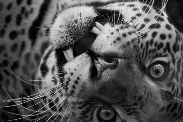 istock Black and white view of Leopard in the savannas 1459935448