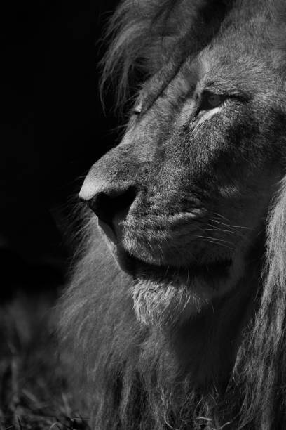 istock Closeup of lion isolated on black background 1459935458