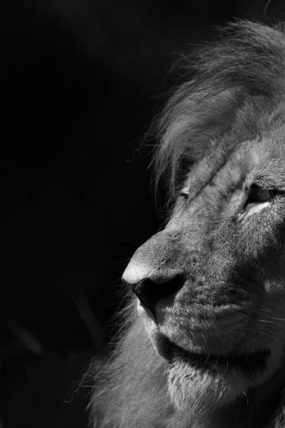 istock Closeup of lion isolated on black background 1459935462