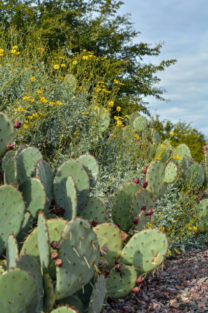 istock Vertical shot of barbary fig cactus. 1459935617