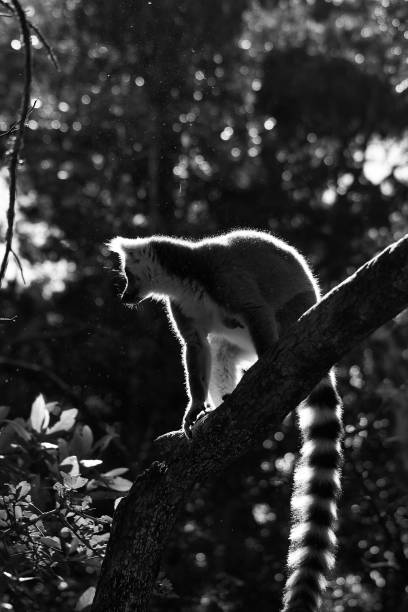 istock Black and white view of a monkey 1459935620