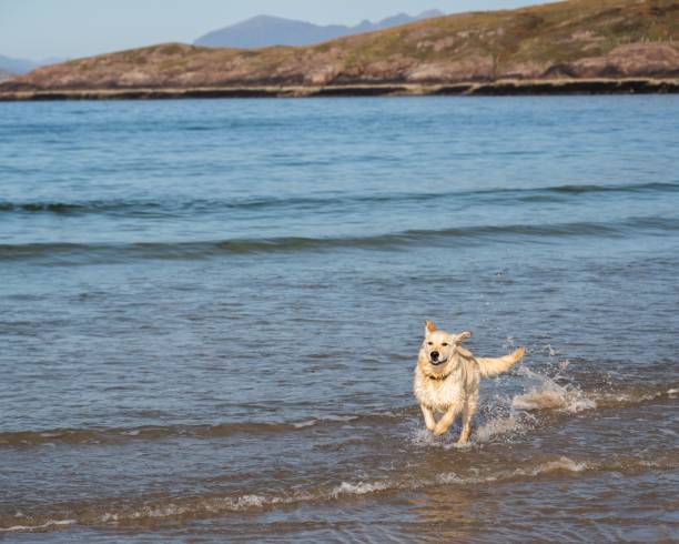 istock Cute golden retriever running in the water. 1459936056