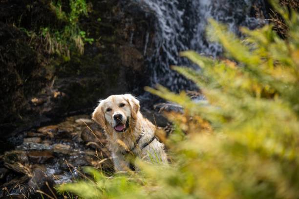 istock Golden retriever looking at the camera behind bushes. 1459936104