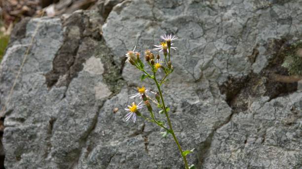 istock Closeup of blooming chamomiles 1459936248