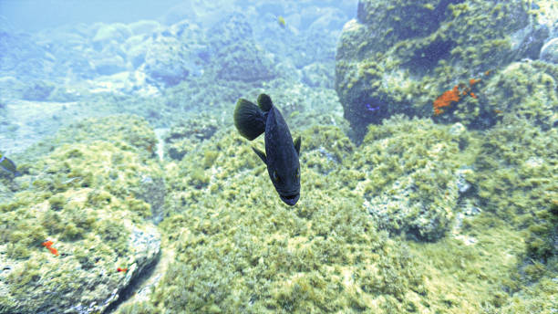 istock Underwater photo of a territorial Grouper fish 1459936600