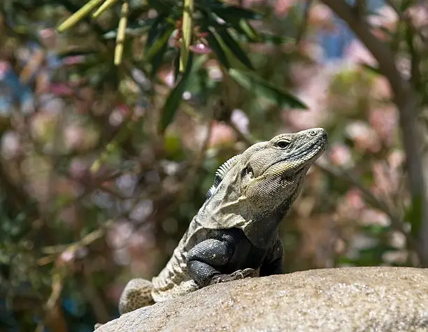 Iguana on a rock in Cabo San Lucas Mexico.
