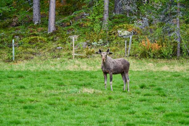 istock Scandinavian Moose with antlers standing on a meadow 1459936956