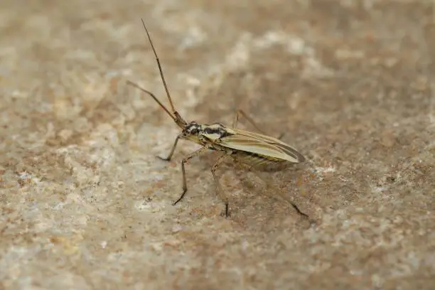 Photo of Closeup on an adult Grass Meadow Plant Bug, Leptopterna dolabrata, sitting on stone