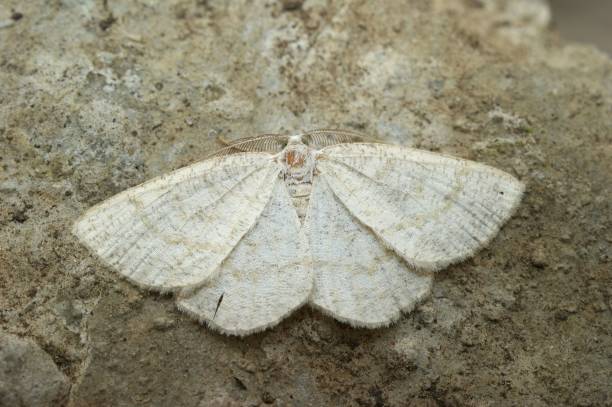 istock Closeup on the Common wave geometer moth, Cabera exanthemata , with spread wings 1459937116