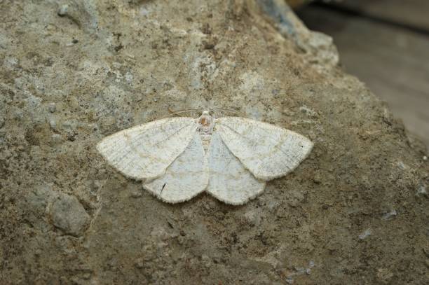 istock Closeup on the Common wave geometer moth, Cabera exanthemata , with spread wings 1459937121