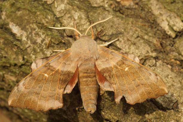 istock Closeup on a gray and hairy Poplar Hawk-moth, Laothoe populi with spread wings on a tree trunk 1459937141