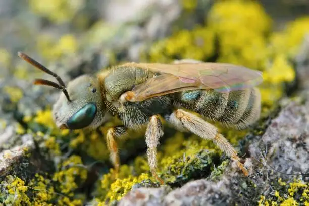 Detailed closeup on a female of the the very small metallic green color furrow bee from the Halictus smaragdulus complex