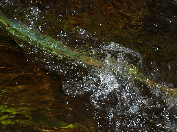 burbujas de agua - kurbis fotografías e imágenes de stock