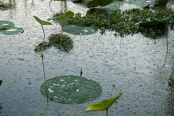 Water Lillies stock photo