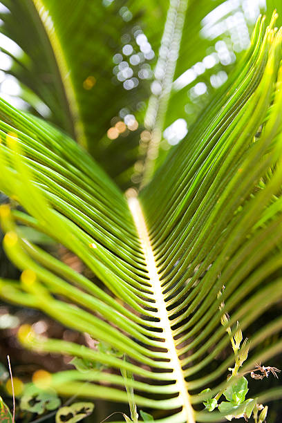 Blick auf Palm – Foto