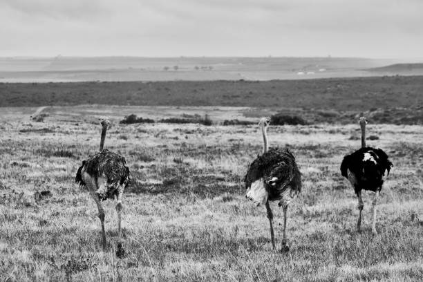 istock Black and white view of three ostriches walking backwards 1459937779