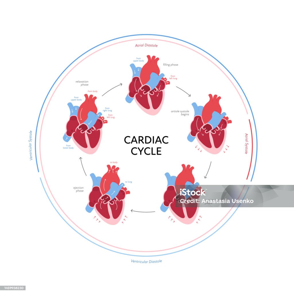 Cardiac Cycle Anatomy Infographic Vector Color Flat Modern Illustration Biology Diagrams