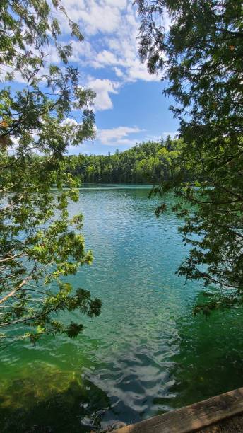 istock Beautiful view of a lake through trees 1459938523