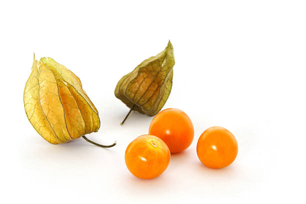 physalis stock photo