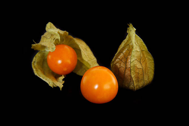 physalis stock photo