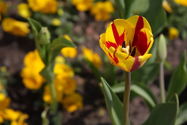 Yellow-red tulip stock photo