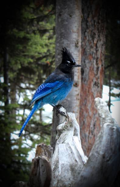 istock Vertical closeup shot of a beautiful Blue Jay on a perch 1459940319