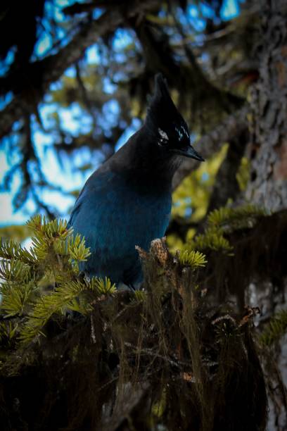 istock Vertical closeup shot of a beautiful Blue Jay on a perch 1459940323
