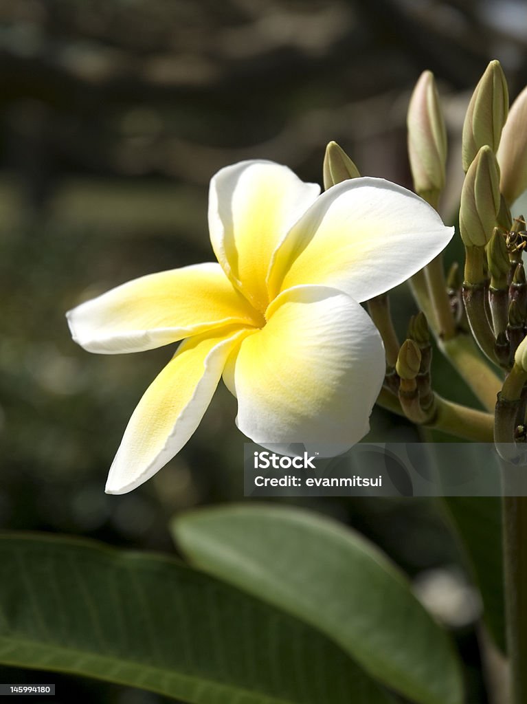 Plumeria Flor - Royalty-free Ao Ar Livre Foto de stock