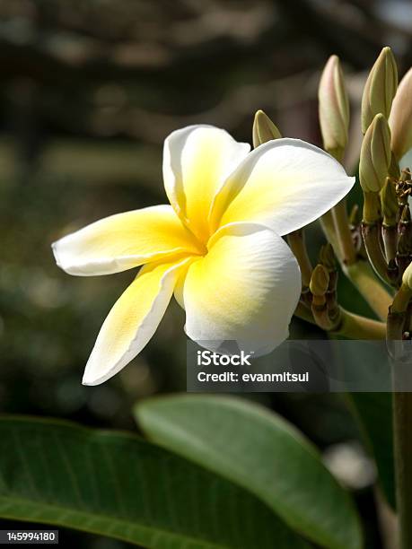 Plumeria Flor - Fotografias de stock e mais imagens de Ao Ar Livre - Ao Ar Livre, Arbusto, Beleza