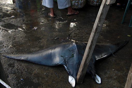 Stingrays and sharks caught in fishing rods are sold at the fish market