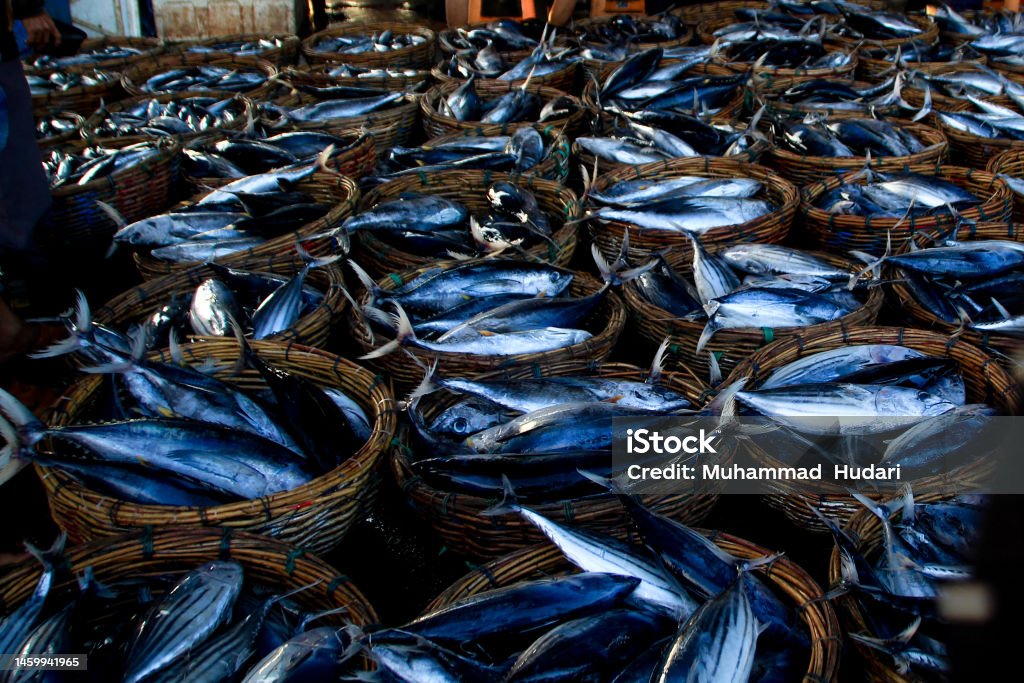 Collection of freshly caught fish above the fishmonger's basket Various types of whole fresh fish lying in baskets of Aceh marine catches ready to be marketed. Freshwater Fish Stock Photo