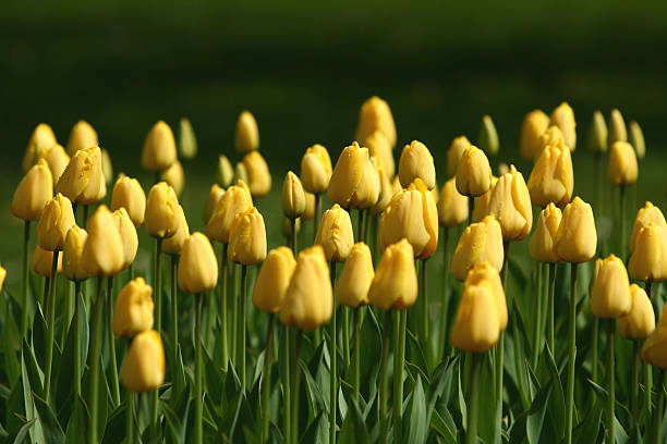 tulipani - globe lily foto e immagini stock