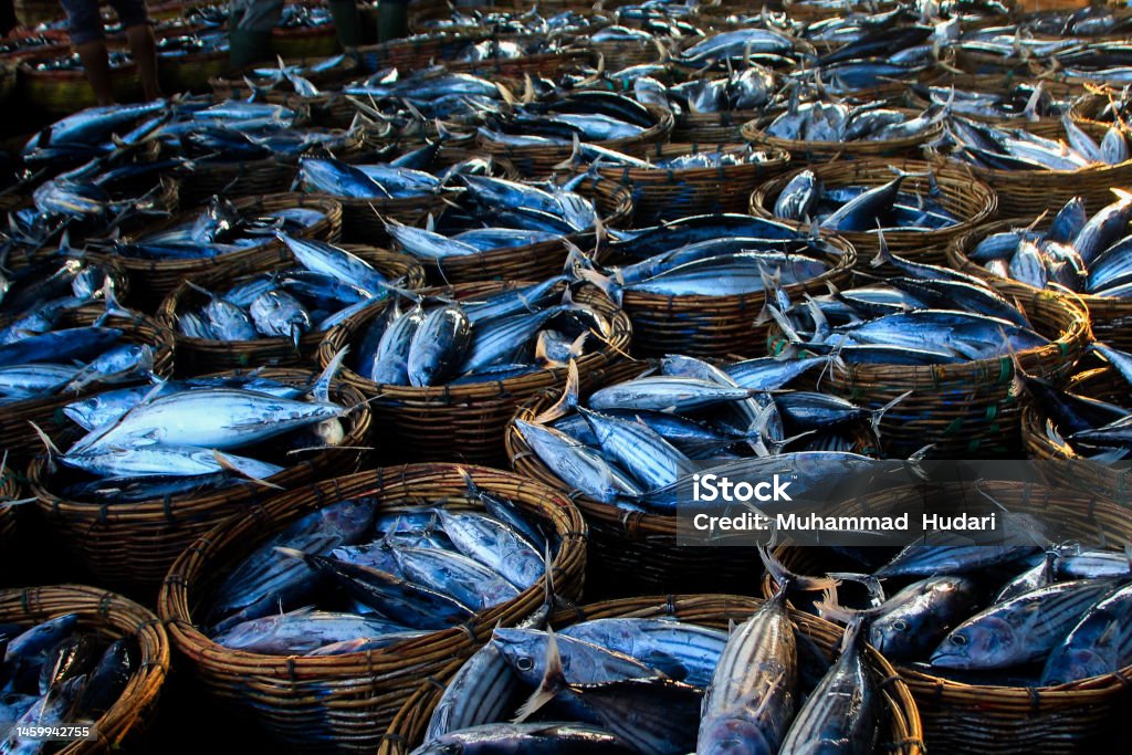 Collection of freshly caught fish above the fishmonger's basket Various types of whole fresh fish lying in baskets of Aceh marine catches ready to be marketed. Freshwater Fish Stock Photo