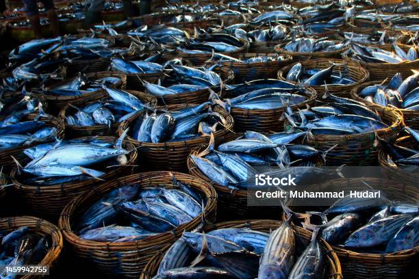Collection Of Freshly Caught Fish Above The Fishmongers Basket Stock Photo - Download Image Now