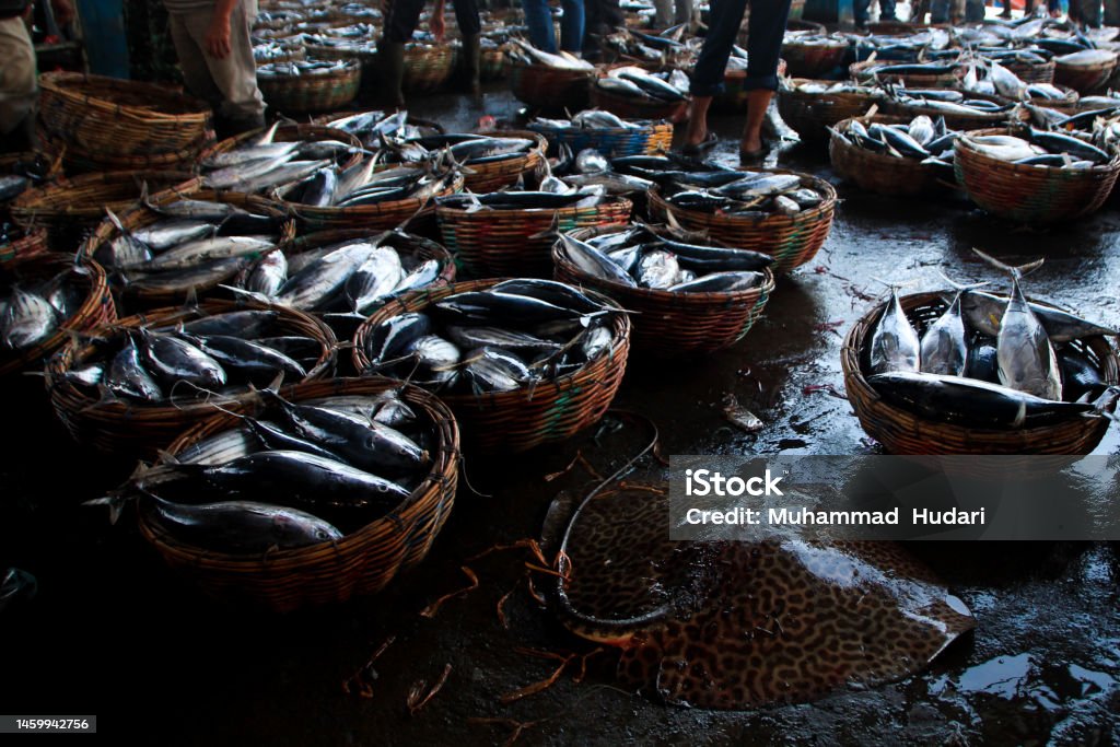 Collection of freshly caught fish above the fishmonger's basket Various types of whole fresh fish lying in baskets of Aceh marine catches ready to be marketed. Aceh Stock Photo