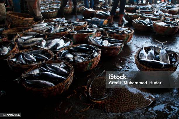 Collection Of Freshly Caught Fish Above The Fishmongers Basket Stock Photo - Download Image Now